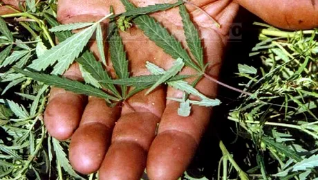 Canabisul crește în lanul de porumb, în Neamț