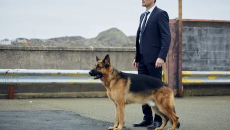 DIVA difuzează în premieră în România serialul “Hudston şi Rex”