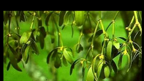 Obicei sau nu, trebuie sa va sarutati sub crenguta de vasc