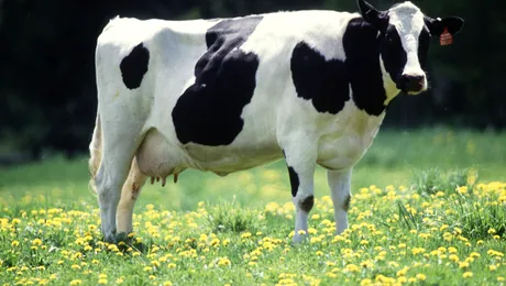 Vacă modificată genetic pentru a produce lapte antialergic