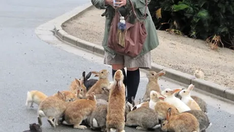 Iepurașul, animalul maidanez al japonezilor (Poze)