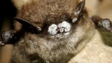 Moartea a sute de lilieci ar afecta grav economia SUA!