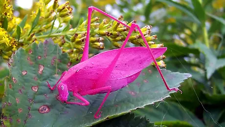 Greierul roz, una dintre cele mai rare insecte (Poze)