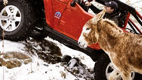 Daca nu iti permiti un Jeep Lower Forty, cumpara-ti magar! (Poze)