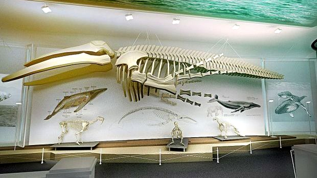 Muzeul Antipa are un look oocidental