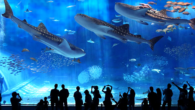 Okinawa Chiraumi Aquarium