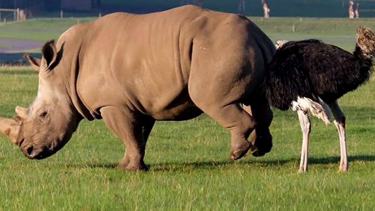 1-rino1 