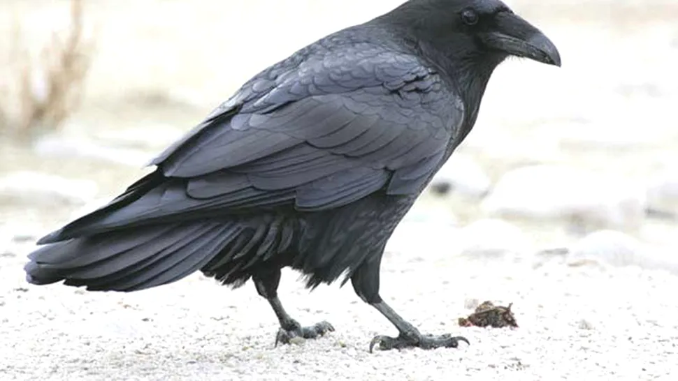 10 lucruri pe care nu le știai despre corbi!