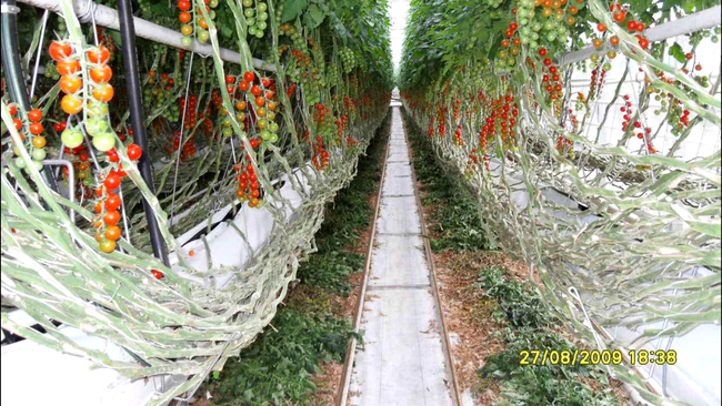 Sera de tomate in Olanda