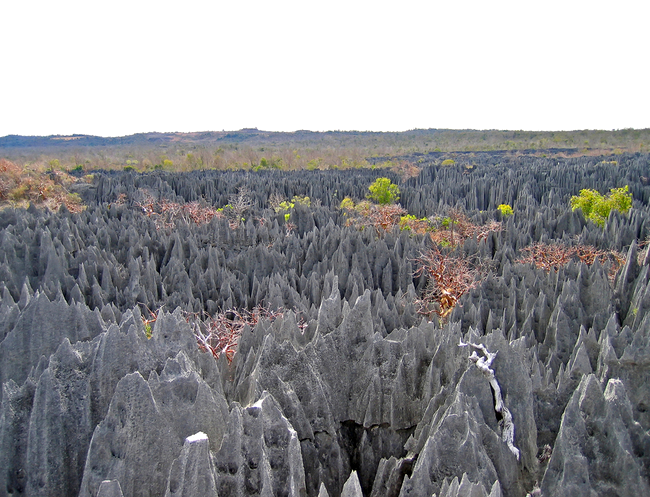 Pădurea de piatră, Madagascar