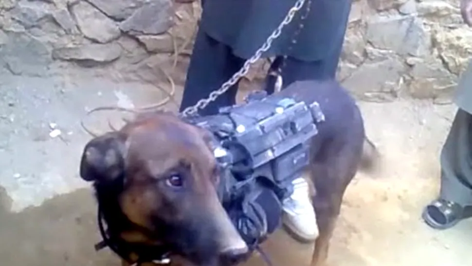 Victorie istorică a talibanilor: au luat prizonier un câine ISAF