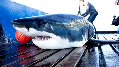 Adrenalină pe History într-un nou serial: „Expediţia rechinilor”