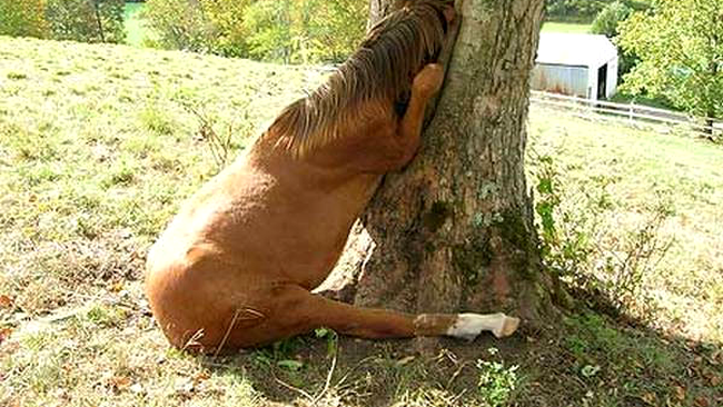 Calule... cauti ovaz?