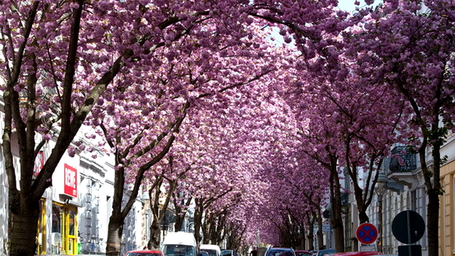 Cireșilor Înfloriți din Bonn, Germania