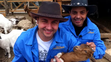 Cătălin Măruţă şi Jean de la Craiova au muls vacile la fermă