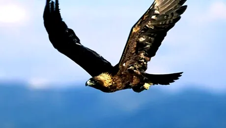 Vultur „arestat” pentru ca a jefuit o batrana