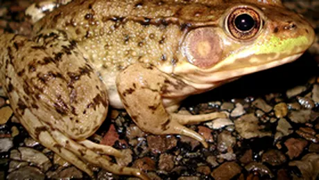 16.000 de broaste ajutate sa treaca strada!