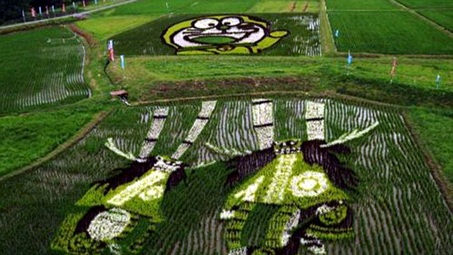 Opera de arta pe plantatia de orez