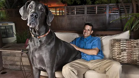 Cel mai inalt caine din lume are 2,2 metri