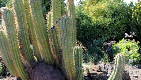 Cum pot cactușii să trăiască fără apă?