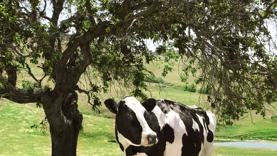 O vacă a rămas cu capul înțepenit într-un copac (Video)