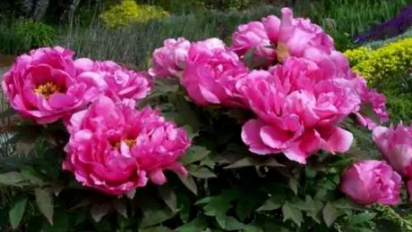 Bujorul, leacul natural și spectaculos împotriva cancerului!