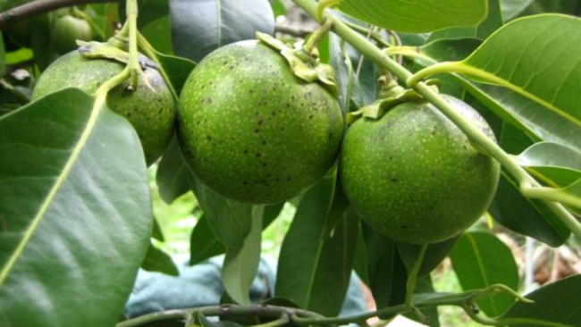 black sapote