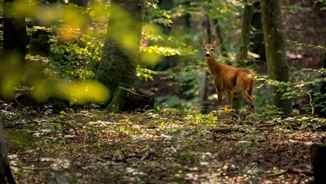 „Digi Animal Club” revine cu al zecelea sezon, din 4 septembrie, la Digi Animal World