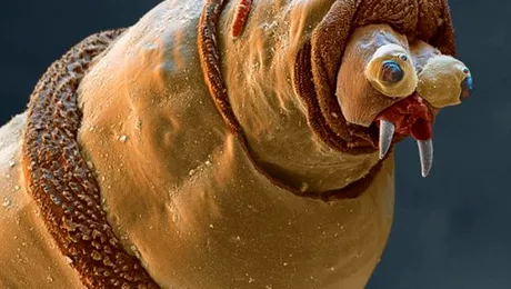 Cum arată, la microscop, lucrurile din jurul nostru