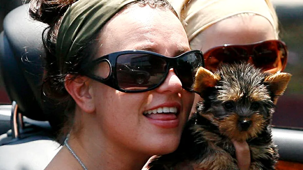 Câţi bani a cheltuit Britney Spears pentru câinii săi