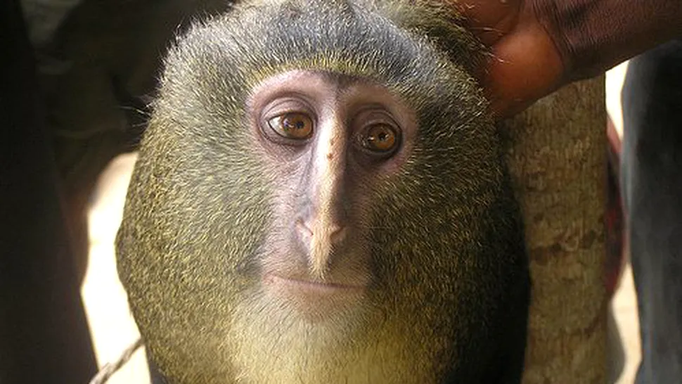 În Africa a fost descoperită o nouă specie de maimuță