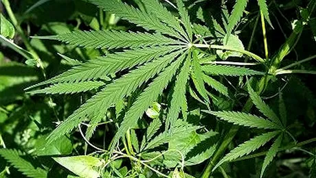 New York va autoriza folosirea marijuanei în scopuri medicale