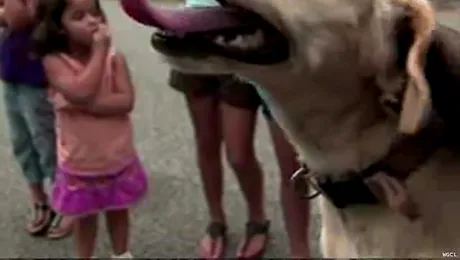 Un chihuahua a salvat doi copii