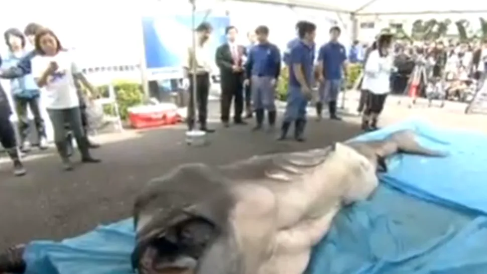 Un rechin foarte rar, capturat de japonezi
