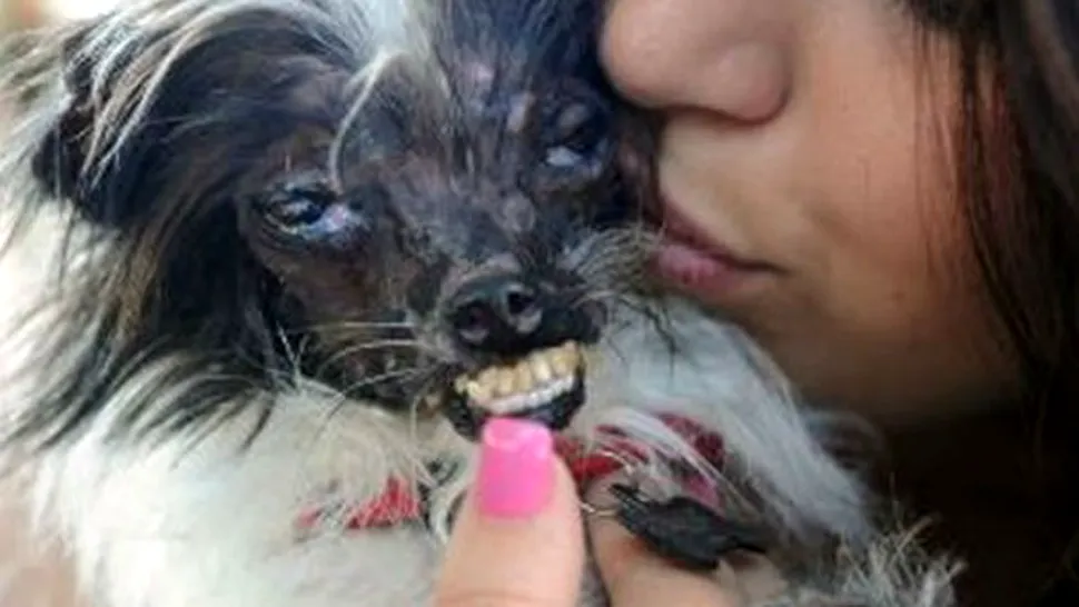 Cel mai urât câine din lume și povestea sa dramatică! (Foto)