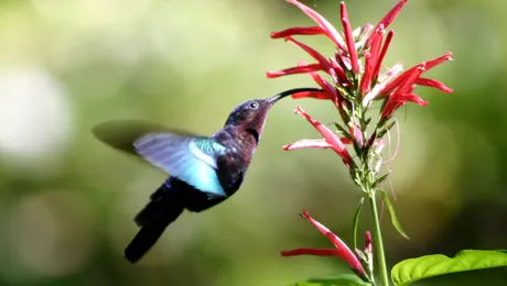 Poate o pasăre colibri să stea nemișcată în aer?