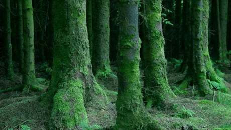 Ce sunt mușchii de copaci?