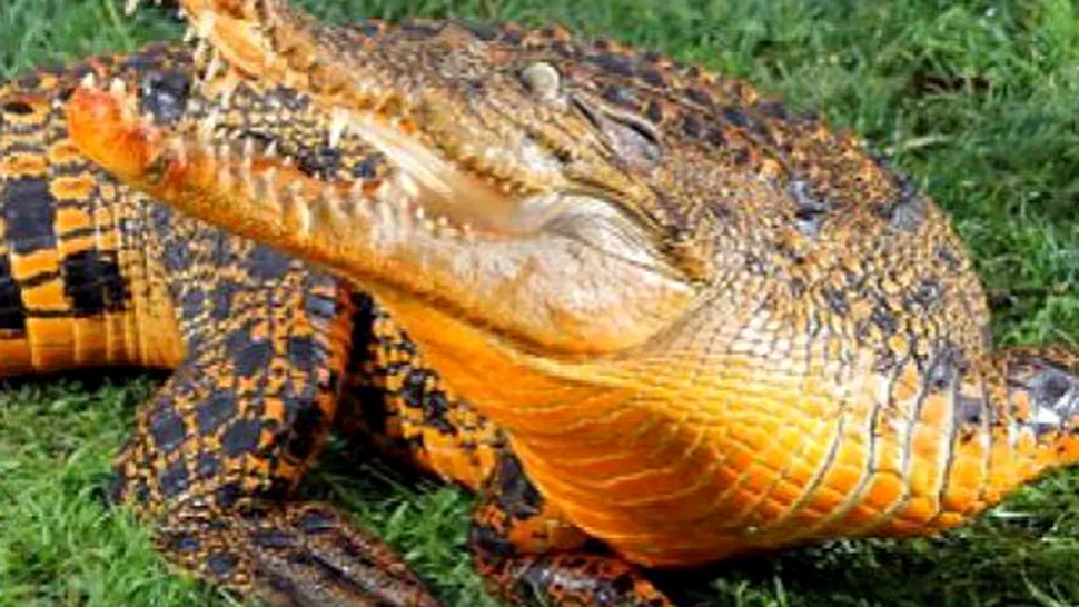 Crocodilul care s-a transformat din verde in portocaliu