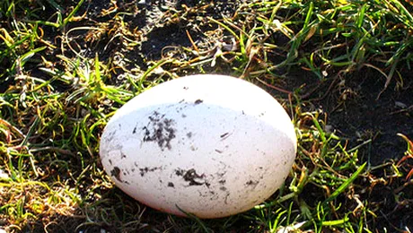 La inchisoare din cauza unei omlete ilegale