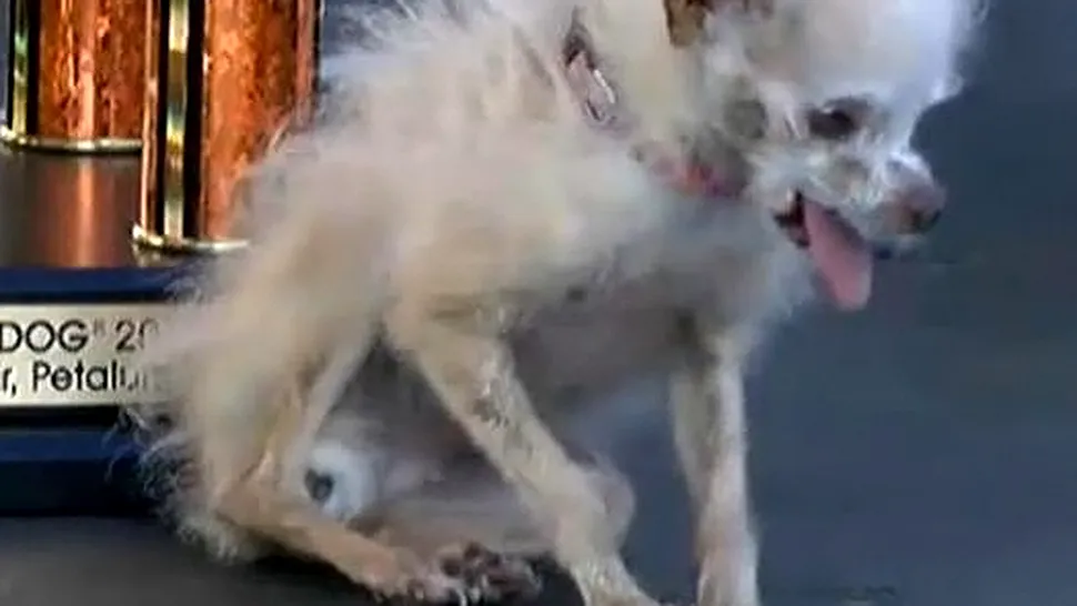 A murit Yoda, cel mai urât câine din lume