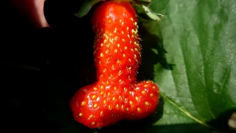 La ce vă gândeați? Este o căpșună!