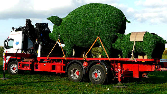 Cu porcii vegetali la plimbare