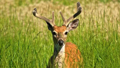 Redescoperă America de Nord