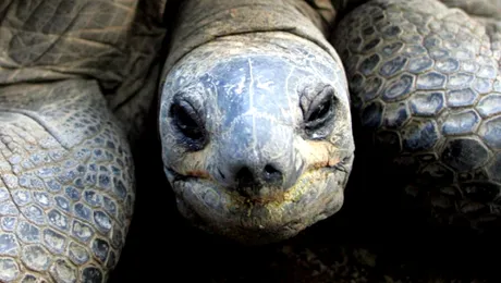 A furat o țestoasă rară de 2.300 de euro și a vândut-o pentru o sumă INCREDIBILĂ‚