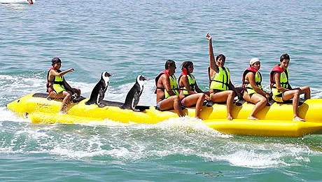 Minune la Eforie Nord: Au aparut pinguinii maidanezi!