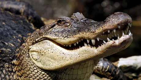 Un crocodil a doborat un avion!