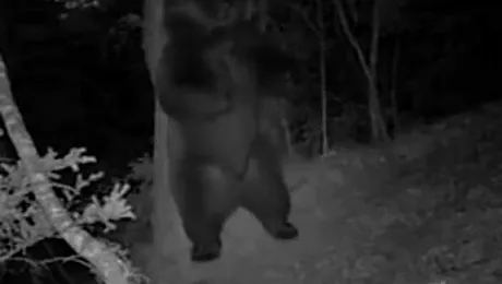 Cum dansează un urs și un bebeluș pe o piesă a lui Will Smith (Video)