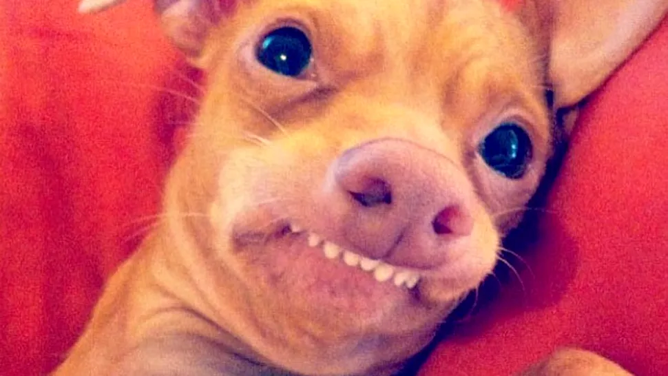 Tuna, cel mai dințos și popular câine din lume 