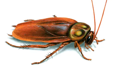 O femeie a adoptat 100.000 de gândaci