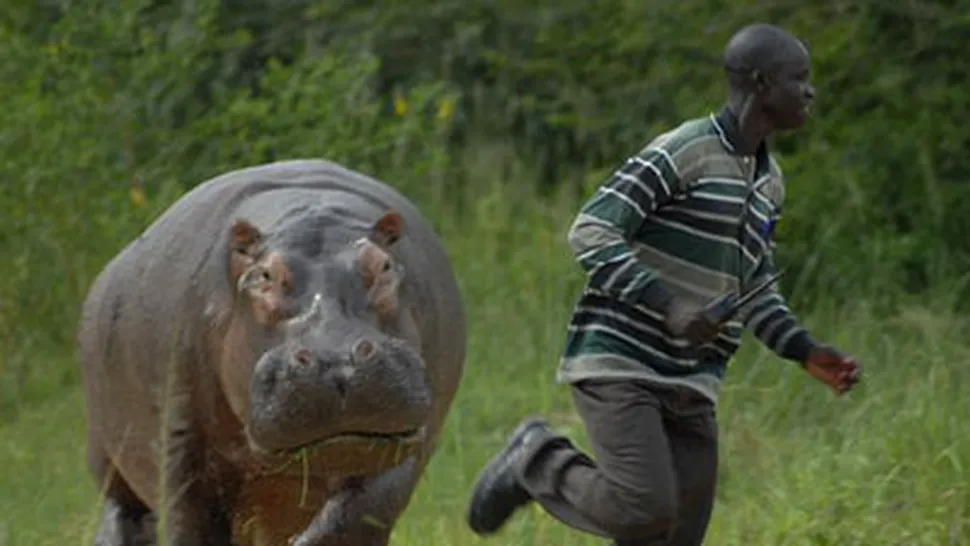 Hipopotamul care fuge mai repede ca Usain Bolt! (Poze)